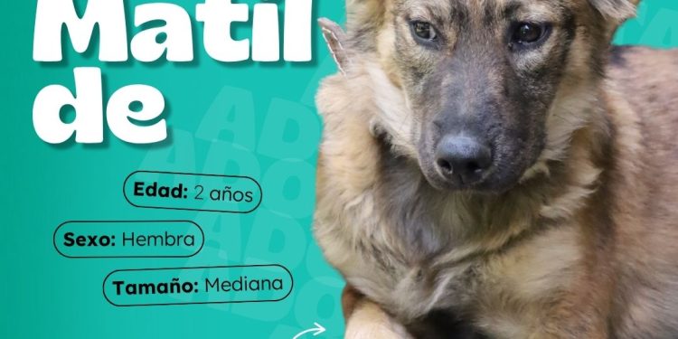 Dales la oportunidad de ser parte de tu familia