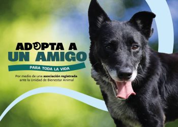 Una adopción responsable transforma vidas