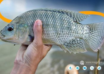 Tilapia: producción que nutre y genera ingresos