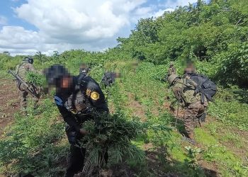 Erradicación de cultivos de marihuana supera los Q25 millones