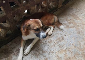 Atienden casos de Gusano Barrenador en perros