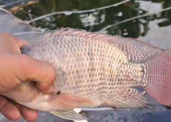 Brindan capacitación para manejo de producción de tilapia