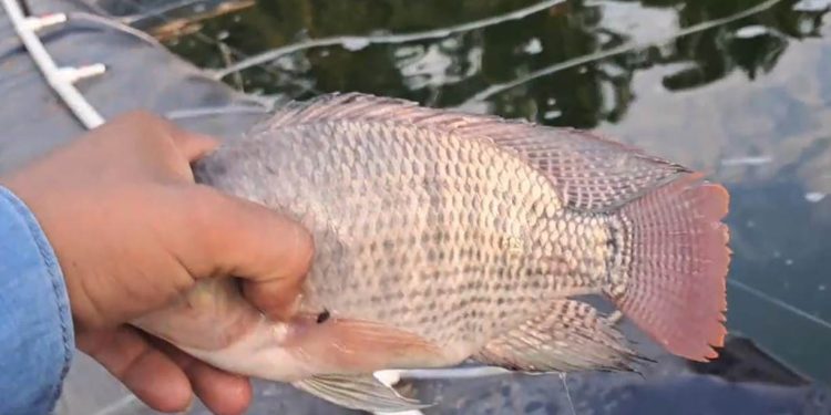Brindan capacitación para manejo de producción de tilapia