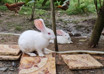 Cada conejo merece bienestar: un llamado al cuidado responsable
