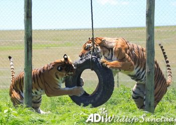 De los circos a los santuarios, la nueva vida de 20 grandes felinos