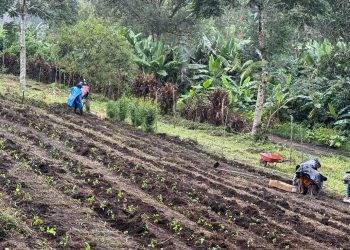 En Alta Verapaz optimizan la producción de alimentos frescos y diversificados