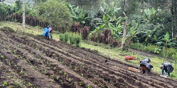 En Alta Verapaz optimizan la producción de alimentos frescos y diversificados