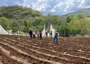 En Zacapa supervisan parcela demostrativa del Programa Suelos y Agua para el Futuro