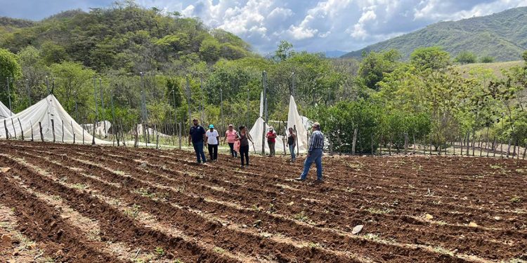 En Zacapa supervisan parcela demostrativa del Programa Suelos y Agua para el Futuro