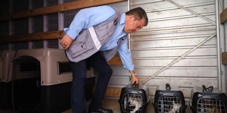 Jornada de castración para gatos ferales en condominios