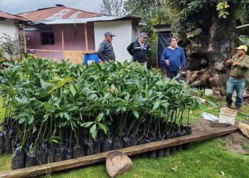 Entregan 834 plantas de aguacate Hass para fortalecer producción frutícola en San Marcos