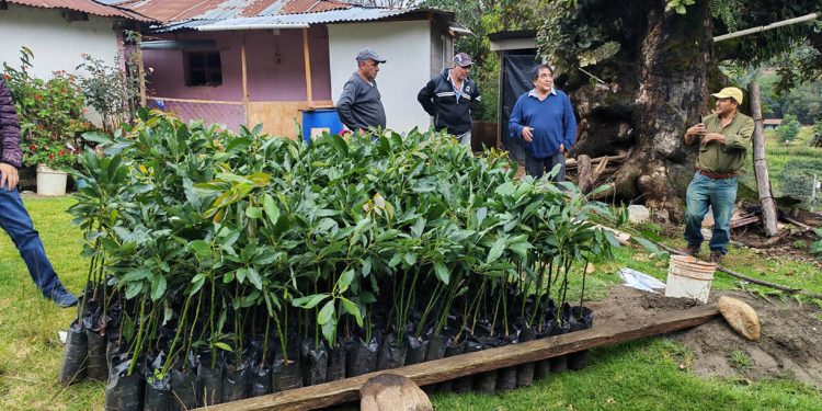 Entregan 834 plantas de aguacate Hass para fortalecer producción frutícola en San Marcos