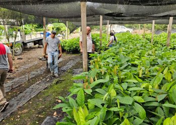Entregan plantas de cacao para fortalecer la producción en San Luis, Petén