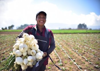 Como cultivar cebolla blanca en casa