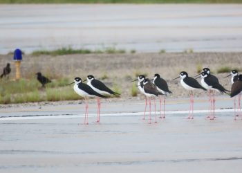 Aeropuerto Mundo Maya refuerza vigilancia por temporada de aves migratorias