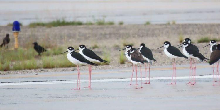 Aeropuerto Mundo Maya refuerza vigilancia por temporada de aves migratorias