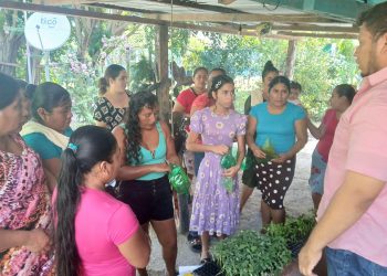 Familias rurales de Petén reciben más de 170 mil pilones de hortalizas