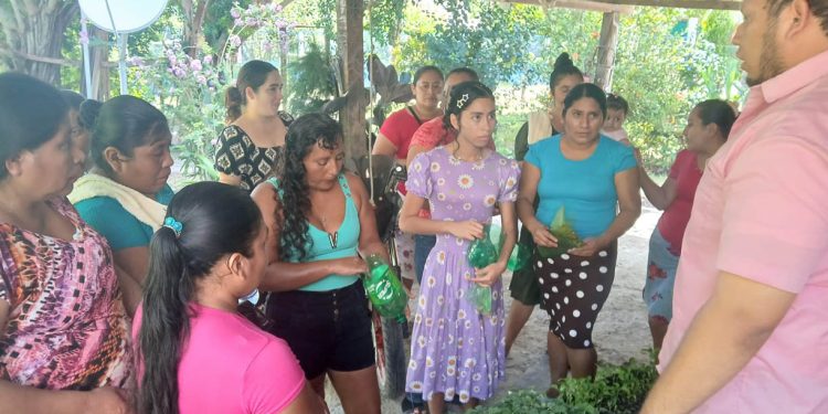 Familias rurales de Petén reciben más de 170 mil pilones de hortalizas