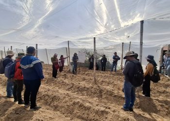 Fortalecen capacidades técnicas para impulsar la producción de tomate en Huehuetenango