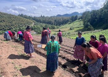 Impulsan la producción de hortalizas junto a integrantes de CADER en Cobán