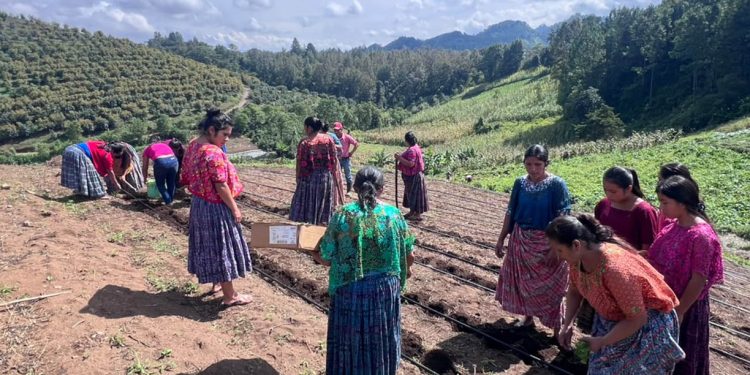 Impulsan la producción de hortalizas junto a integrantes de CADER en Cobán