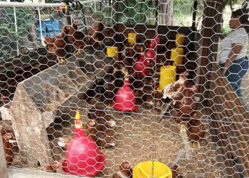 Impulsan producción de aves de postura y cultivo de rosa de Jamaica en Zacapa