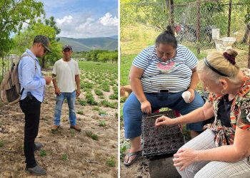 Impulsan registro de agricultores y siembra de hortalizas para fortalecer la producción en Zacapa