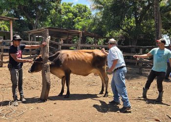 Las jornadas de vacunación contra la rabia protegen a miles de animales