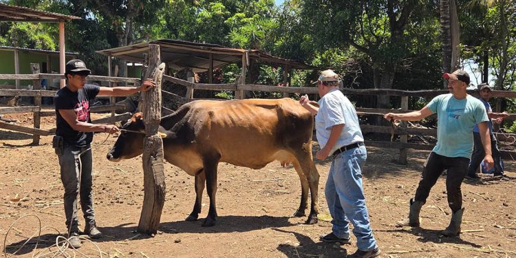 Las jornadas de vacunación contra la rabia protegen a miles de animales