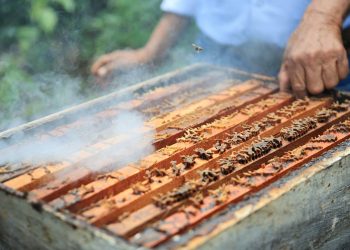 La apicultura tiene una cita con la innovación