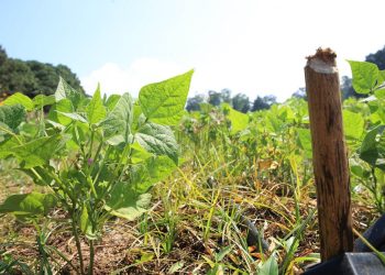 Monitorean cultivos en 12 departamentos debido al calor y la falta de humedad
