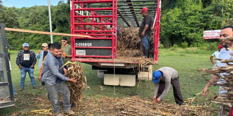 Petén avanza hacia una ganadería que protege el ambiente y fortalece la producción