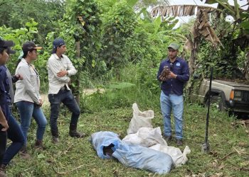 Potenciarán producción de plátano Curaré Establecen mediante una parcela demostrativa