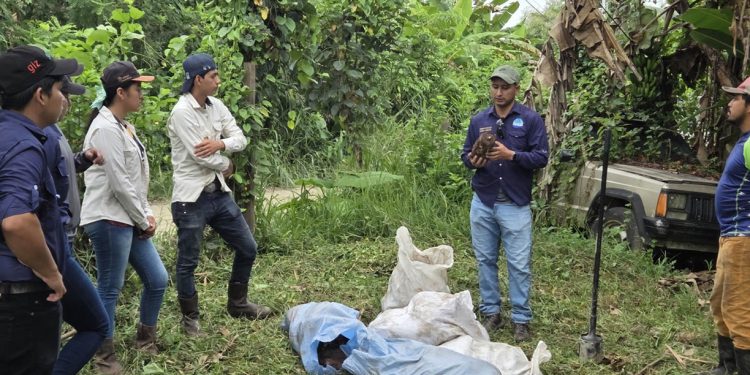 Potenciarán producción de plátano Curaré Establecen mediante una parcela demostrativa