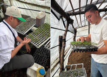 Producen pilones de cinco especies hortícolas para consumo familiar en Jalapa