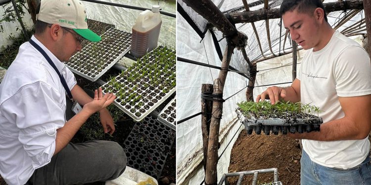 Producen pilones de cinco especies hortícolas para consumo familiar en Jalapa