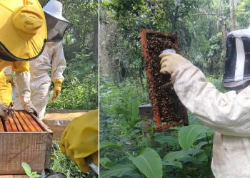 Productores apícolas de La Libertad aprenden a controlar la varroa