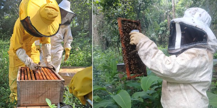 Productores apícolas de La Libertad aprenden a controlar la varroa
