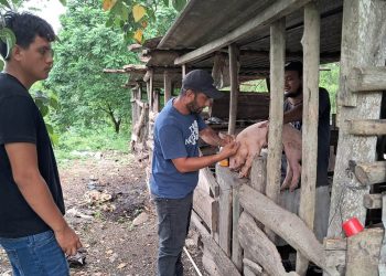 Productores de Santa Ana fortalecen la sanidad de sus granjas porcinas