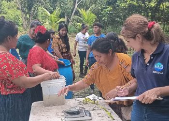 Productores mejoran manejo de tilapia en Sayaxché