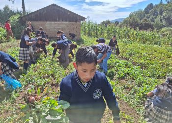 Promueven la educación alimentaria y el cultivo de hortalizas en escuela de San Marcos