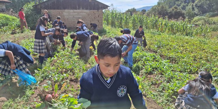 Promueven la educación alimentaria y el cultivo de hortalizas en escuela de San Marcos