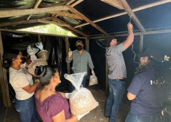 Producción de hongo ostra fortalece la nutrición en Jalapa
