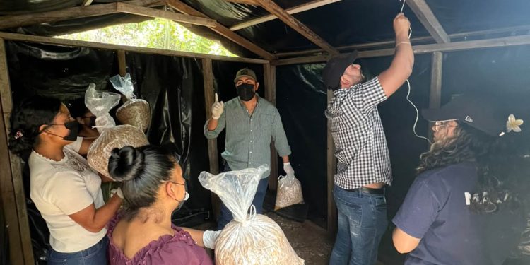 Producción de hongo ostra fortalece la nutrición en Jalapa