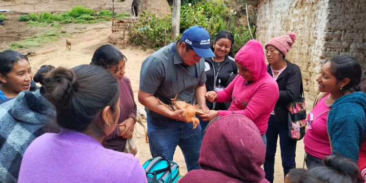Protegen la producción de aves de traspatio en Jalapa