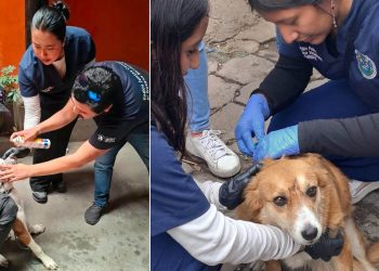 Refuerzan detección del Gusano Barrenador en Santa María de Jesús
