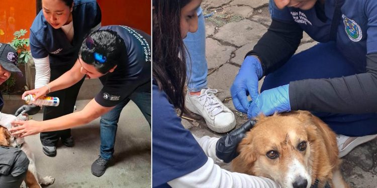 Refuerzan detección del Gusano Barrenador en Santa María de Jesús