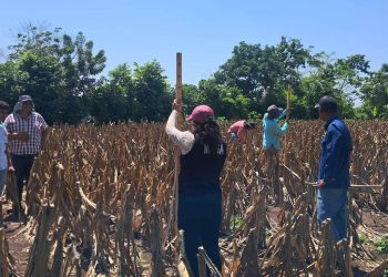 Replican componente del programa Suelos y Agua para el Futuro en Suchitepéquez