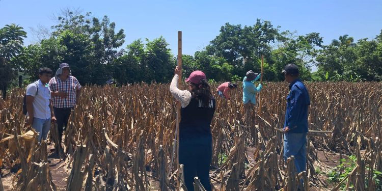 Replican componente del programa Suelos y Agua para el Futuro en Suchitepéquez