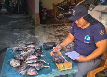 Sexta pesca científica aporta datos sobre especies capturadas en Río Dulce